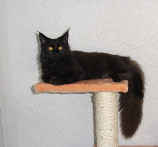 Gusti mit acht Monaten /Gusti being eight months old