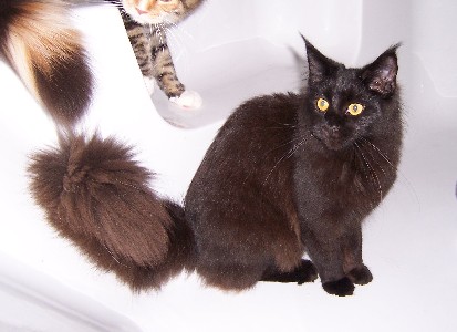 Gusti mit sieben Monaten /Gusti being seven months old