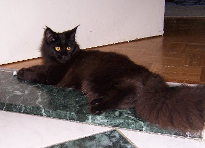 Gusti mit sieben Monaten /Gusti being seven months old