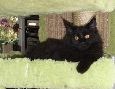 Gusti mit acht Monaten /Gusti being eight months old