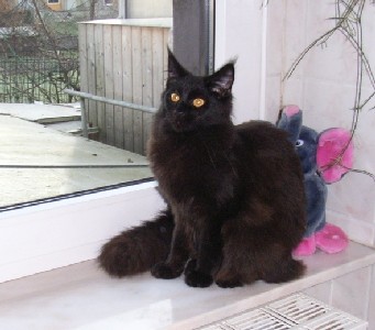 Gusti mit acht Monaten /Gusti being eight months old