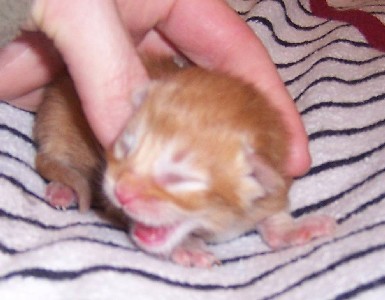 Hot Pepper mit drei Tagen / three days old