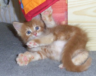 Hot Pepper mit sieben Wochen / seven weeks old