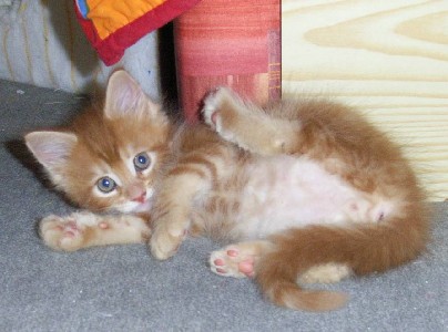 Hot Pepper mit sieben Wochen / seven weeks old