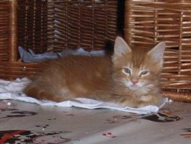 Hot Pepper mit acht Wochen / eight weeks old