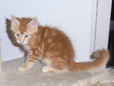 Hot Pepper mit neun Wochen / nine weeks old