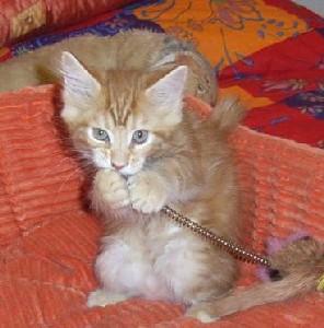 Hot Pepper mit zehn Wochen / ten weeks old