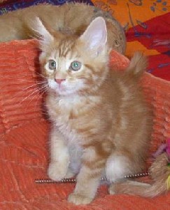 Hot Pepper mit zehn Wochen / ten weeks old