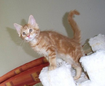 Hot Pepper mit elf Wochen / eleven weeks old