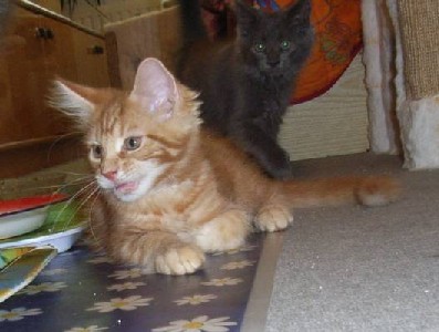 Hot Pepper mit zwölf Wochen / twelve weeks old