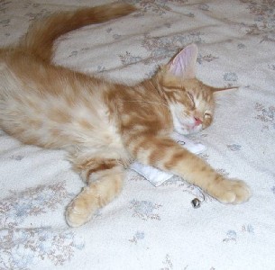 Hot Pepper mit dreizehn Wochen / thirteen weeks old