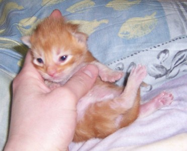 Hot Pepper mit neun Tagen / nine days old