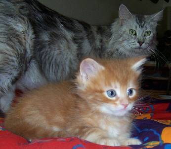 Hot Pepper mit sechs Wochen / six weeks old