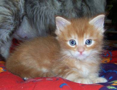 Hot Pepper mit sechs Wochen / six weeks old