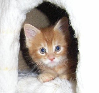 Hot Pepper mit sieben Wochen / seven weeks old