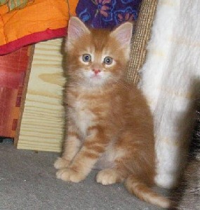 Hot Pepper mit sieben Wochen / seven weeks old