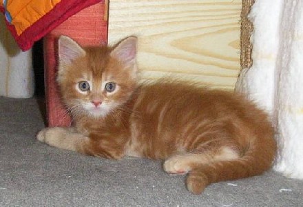 Hot Pepper mit sieben Wochen / seven weeks old