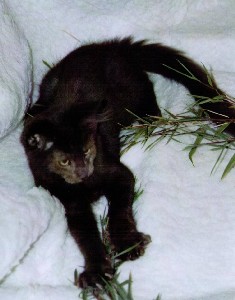 Hypnos mit vier Monaten / four months old