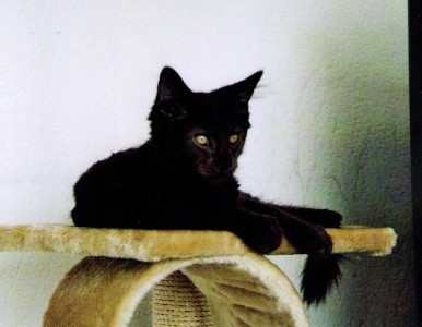 Hypnos mit vier Monaten / four months weeks old