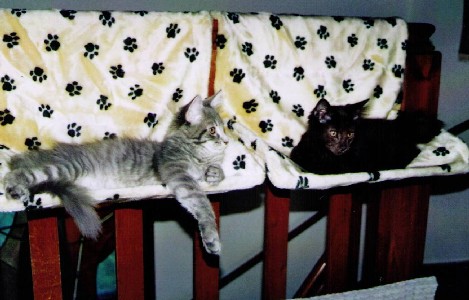 Hypnos mit vier Monaten / four months old