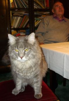 Hurricane mit 1 Jahr und 8 Monaten / Hurricane 1 year and 8 months old