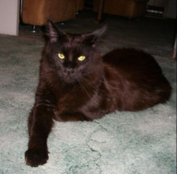 Hypnos mit 1 Jahr und 8 Monaten / Hypnos 1 year and 8 months old