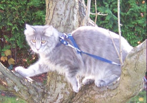 Hurricane mit 6 Monaten / Hurricane 6 months old