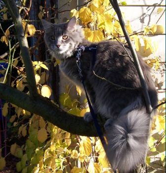 Hurricane mit 6 Monaten / Hurricane 6 months old