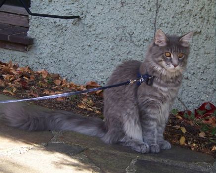 Hurricane mit 6 Monaten / Hurricane 6 months old