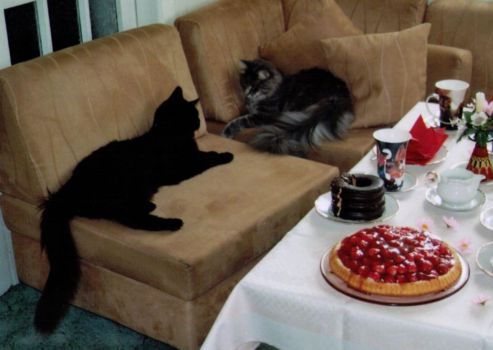 Hurricane und Hypnos mit 1 Jahr / 1 year old