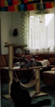 Hurricane und Hypnos mit 1 Jahr / 1 year old