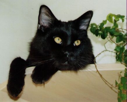 Hypnos mit 1 Jahr / Hypnos 1 year old