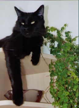 Hypnos mit 1 Jahr / Hypnos 1 year old