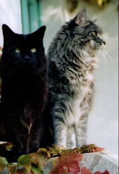 Hypnos und Hurricane mit 1 Jahr und 6 Monaten / Hypnos and Hurricane 1 year and 6 months old