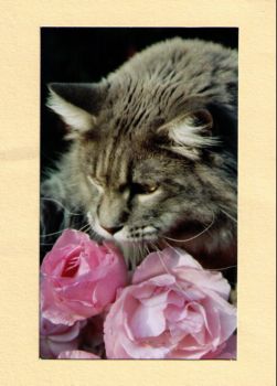 Hurricane mit 1 Jahr und 6 Monaten / Hurricane 1 year and 6 months old