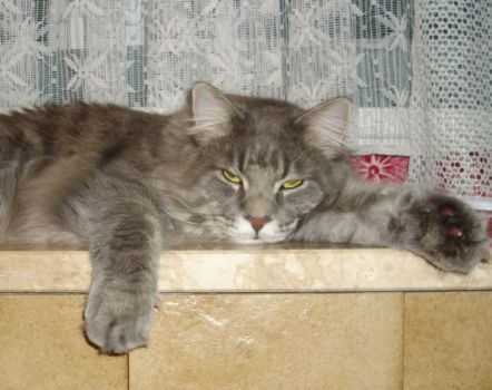 Hurricane mit 1 Jahr und 8 Monaten / Hurricane 1 year and 8 months old