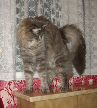 Hurricane mit 1 Jahr und 8 Monaten/ Hurricane 1 year and 8 months old