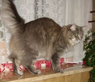 Hurricane mit 1 Jahr und 8 Monaten /Hurricane 1 year and 8 months old