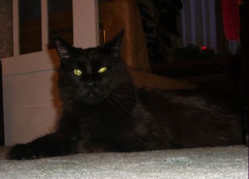 Hypnos mit 1 Jahr und 8 Monaten / Hypnos 1 year and 8 months old