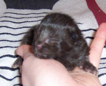 Hypnos mit drei Tagen / three days old