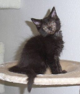 Hypnos mit zehn Wochen / ten weeks old