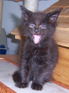 Hypnos mit sieben Wochen / seven weeks old