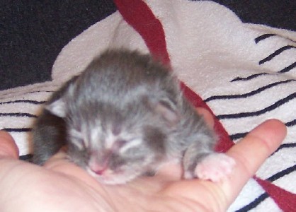 Hamlet mit drei Tagen / three days old