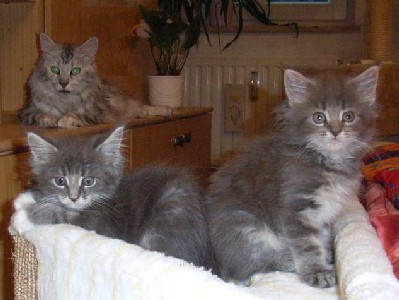 Hamlet mit acht Wochen / acht weeks old