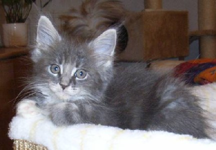 Hamlet mit acht Wochen / acht weeks old