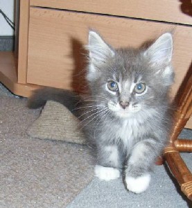 Hamlet mit neun Wochen / nine weeks old