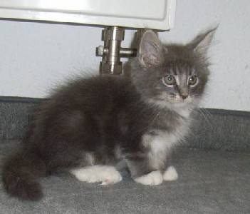 Hamlet mit zehn Wochen / ten weeks old