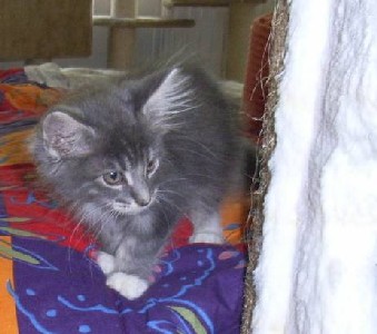 Hamlet mit zwölf Wochen / twelve weeks old