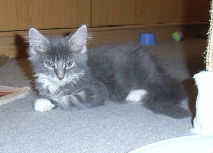 Hamlet mit dreizehn Wochen / thirteen weeks old