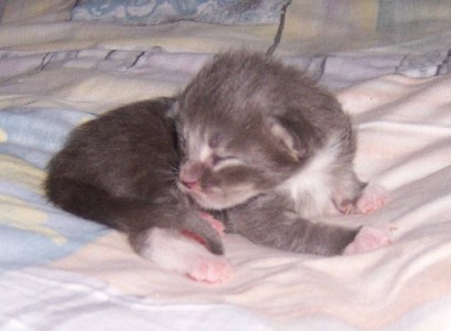 Hamlet mit neun Tagen / nine days old